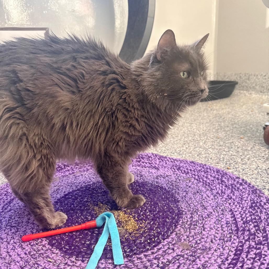 Enlarge Gracin (Gracie), a Adoptable Domestic Long Hair in Great Falls, MT image 5/6