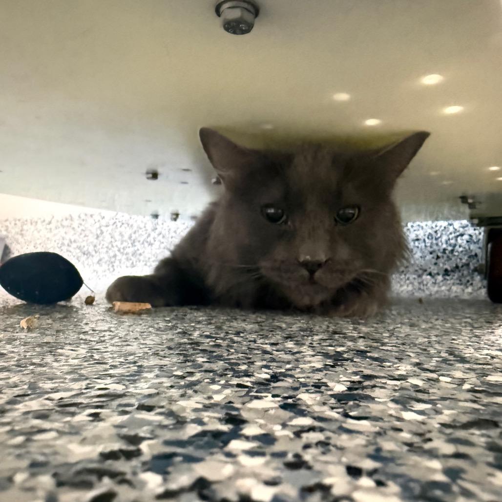 Enlarge Gracin (Gracie), a Adoptable Domestic Long Hair in Great Falls, MT image 6/6