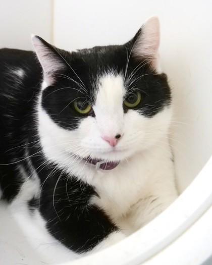 Mammoth, a Adoptable Domestic Short Hair in Fishers, IN image 1/3