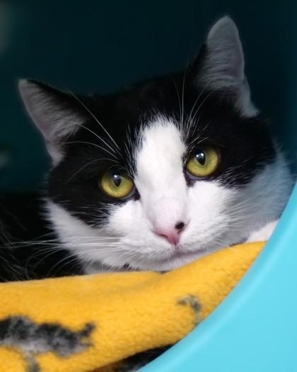 Mammoth, a Adoptable Domestic Short Hair in Fishers, IN image 1/3