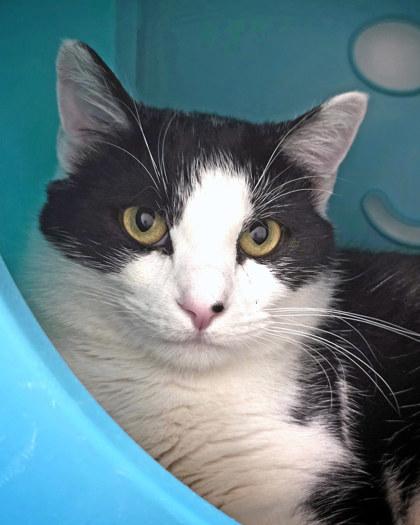 Mammoth, a Adoptable Domestic Short Hair in Fishers, IN image 2/3