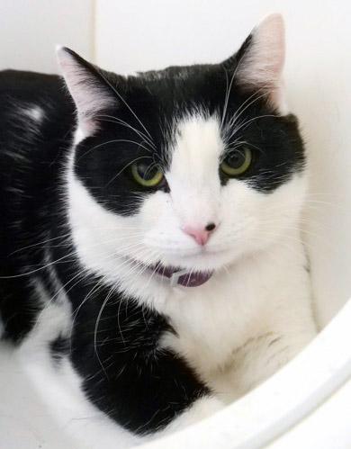 Mammoth, a Adoptable Domestic Short Hair in Fishers, IN image 3/3