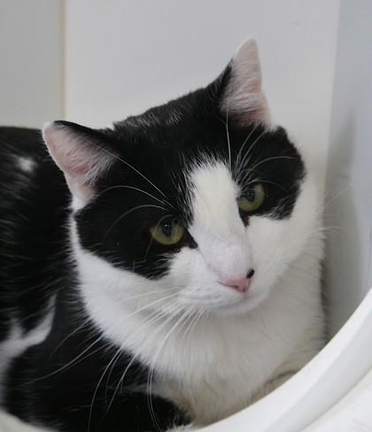Mammoth, a Adoptable Domestic Short Hair in Fishers, IN image 3/3
