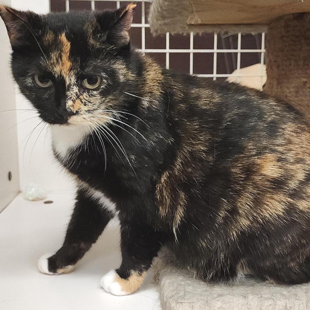 Enlarge Kitty Mama, a Adoptable Domestic Short Hair in Williston, FL image 1/3