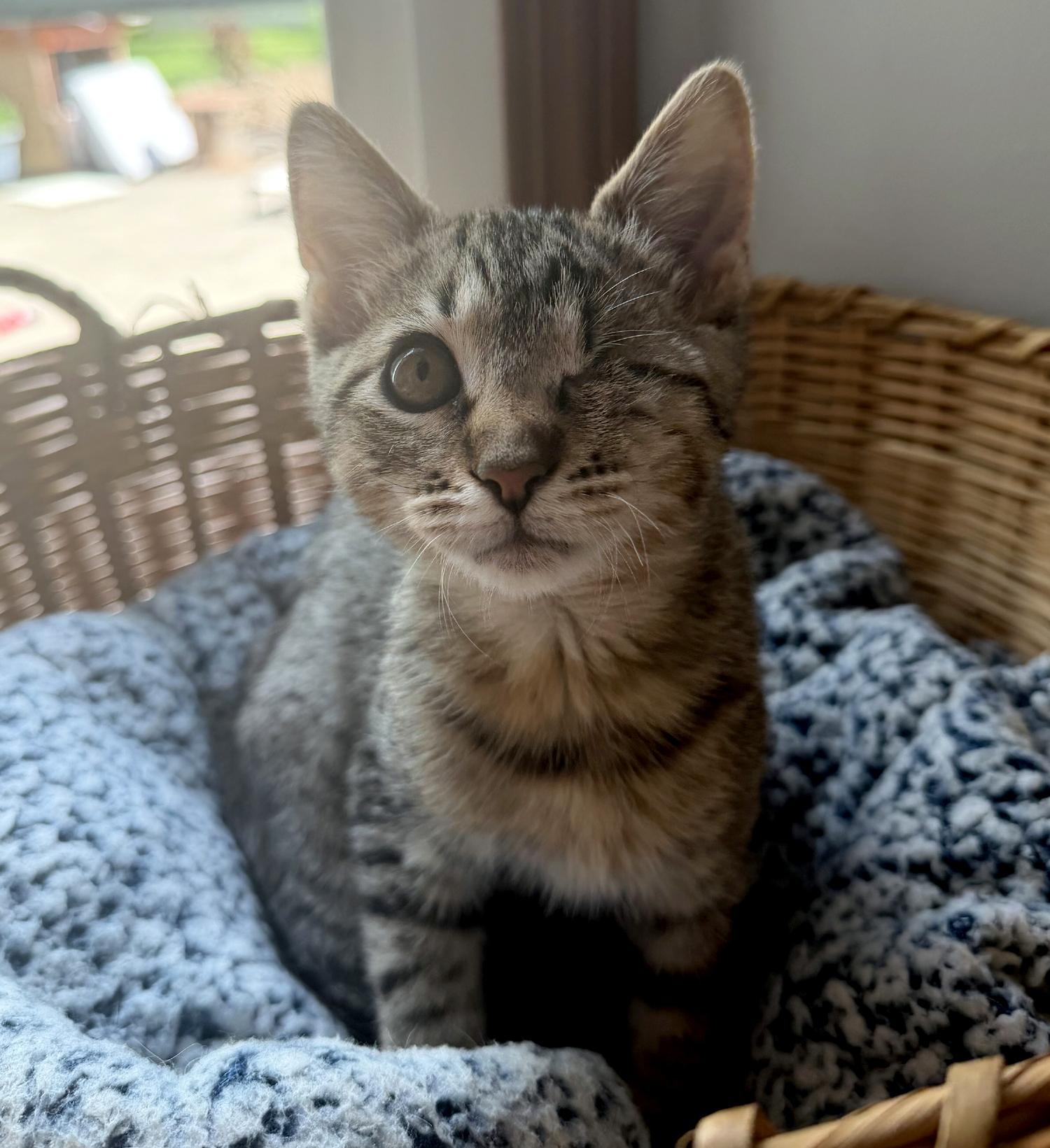 Enlarge Chipmunk, an adopted Domestic Short Hair in Wadsworth, OH image 2/3
