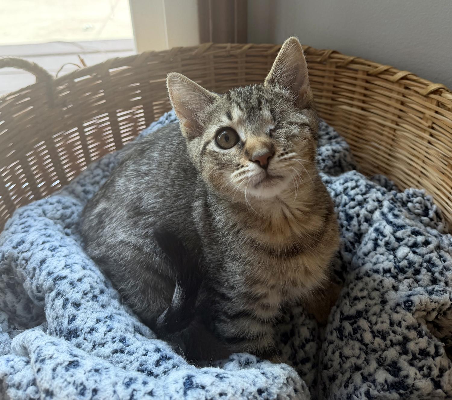 Chipmunk, adopted, Kitten Female Domestic Short Hair.