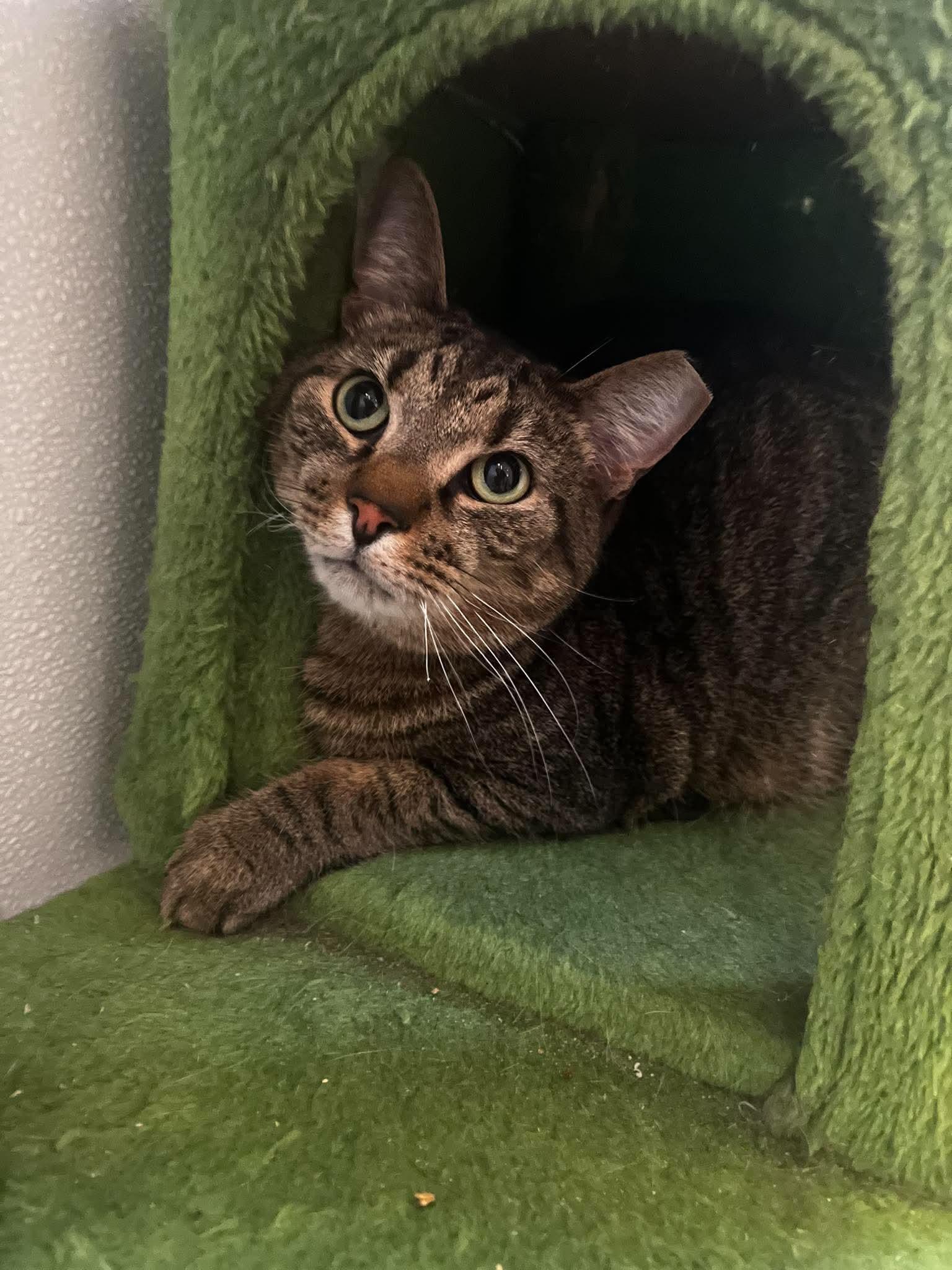 Frankie (F), ADOPTABLE, Adult Female Domestic Short Hair.