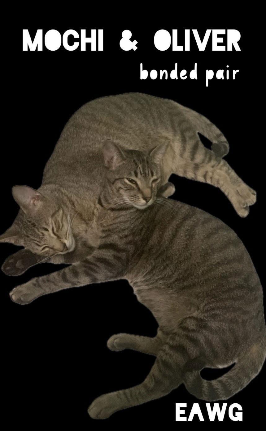 Oliver, Adoptable, Adult Male Domestic Short Hair & Tabby.