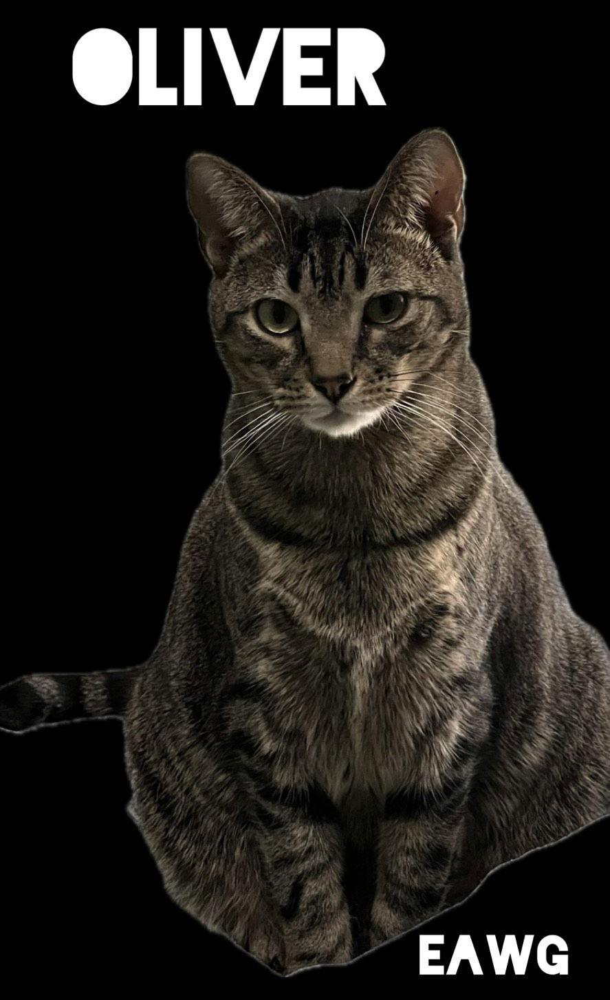 Oliver, a Adoptable mixed breed in Pensacola, FL image 2/3