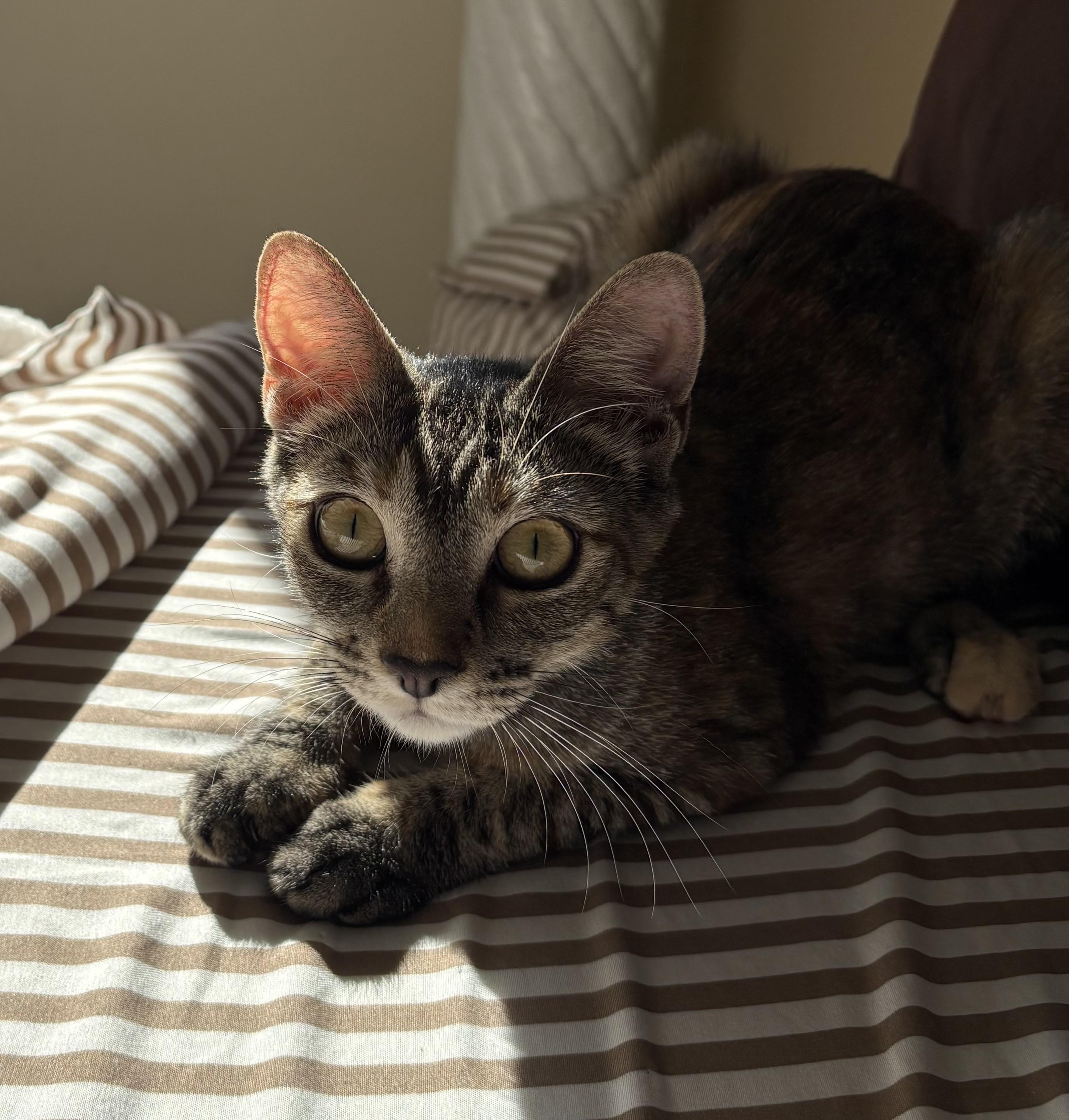 Enlarge Cinnamon, a ADOPTABLE Domestic Short Hair in Hollywood, CA image 6/6