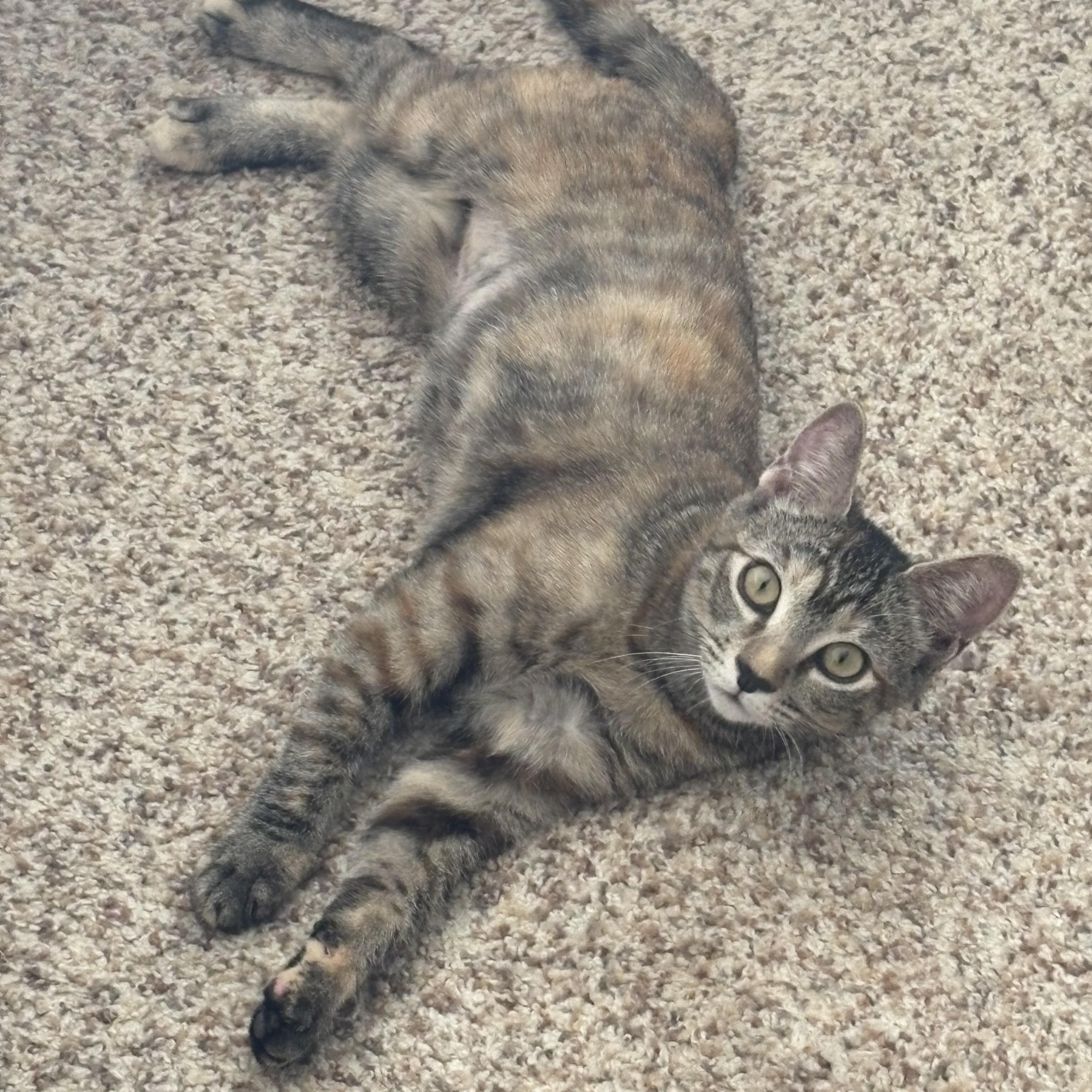 Enlarge Cinnamon, a ADOPTABLE Domestic Short Hair in Hollywood, CA image 4/6