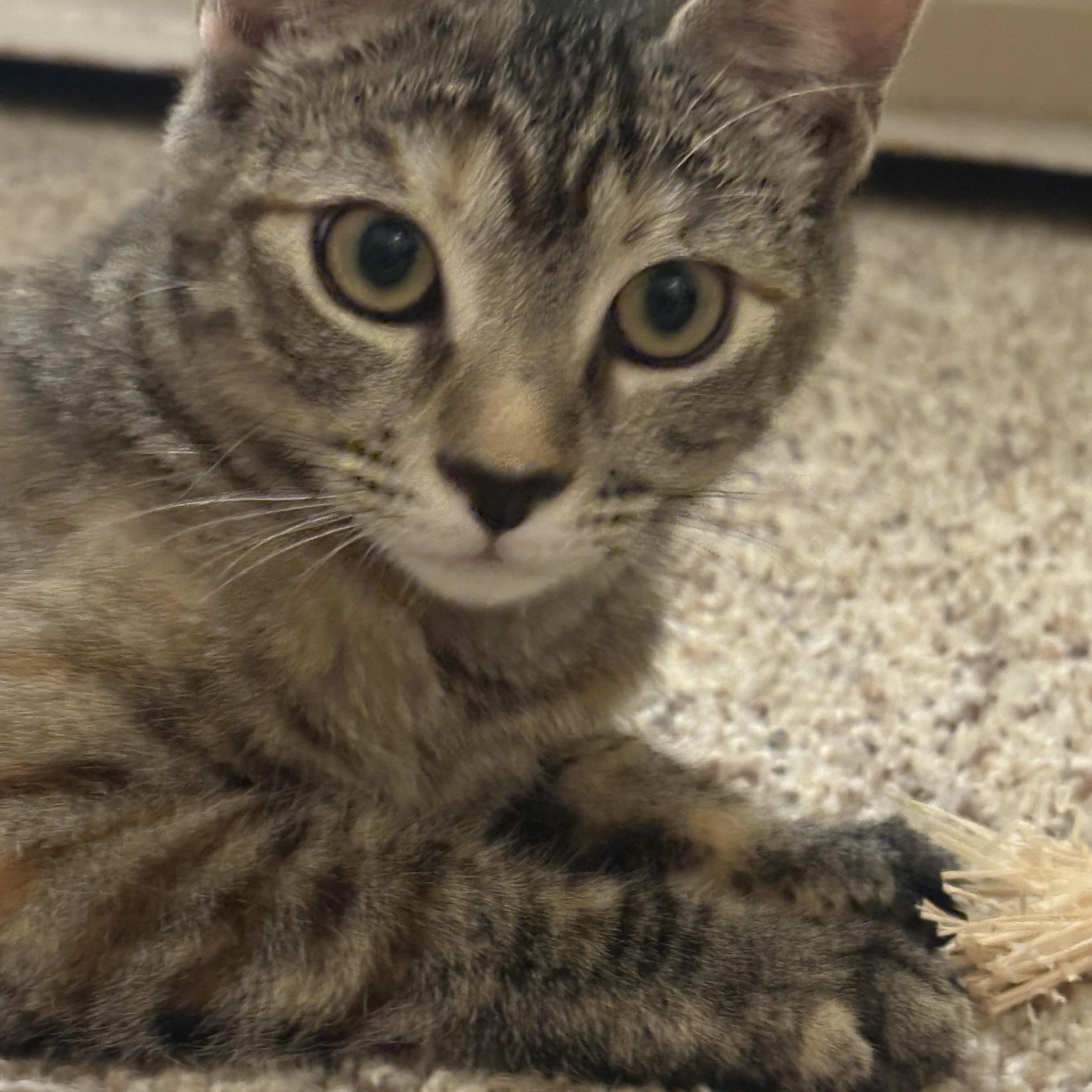 Enlarge Cinnamon, a ADOPTABLE Domestic Short Hair in Hollywood, CA image 3/6