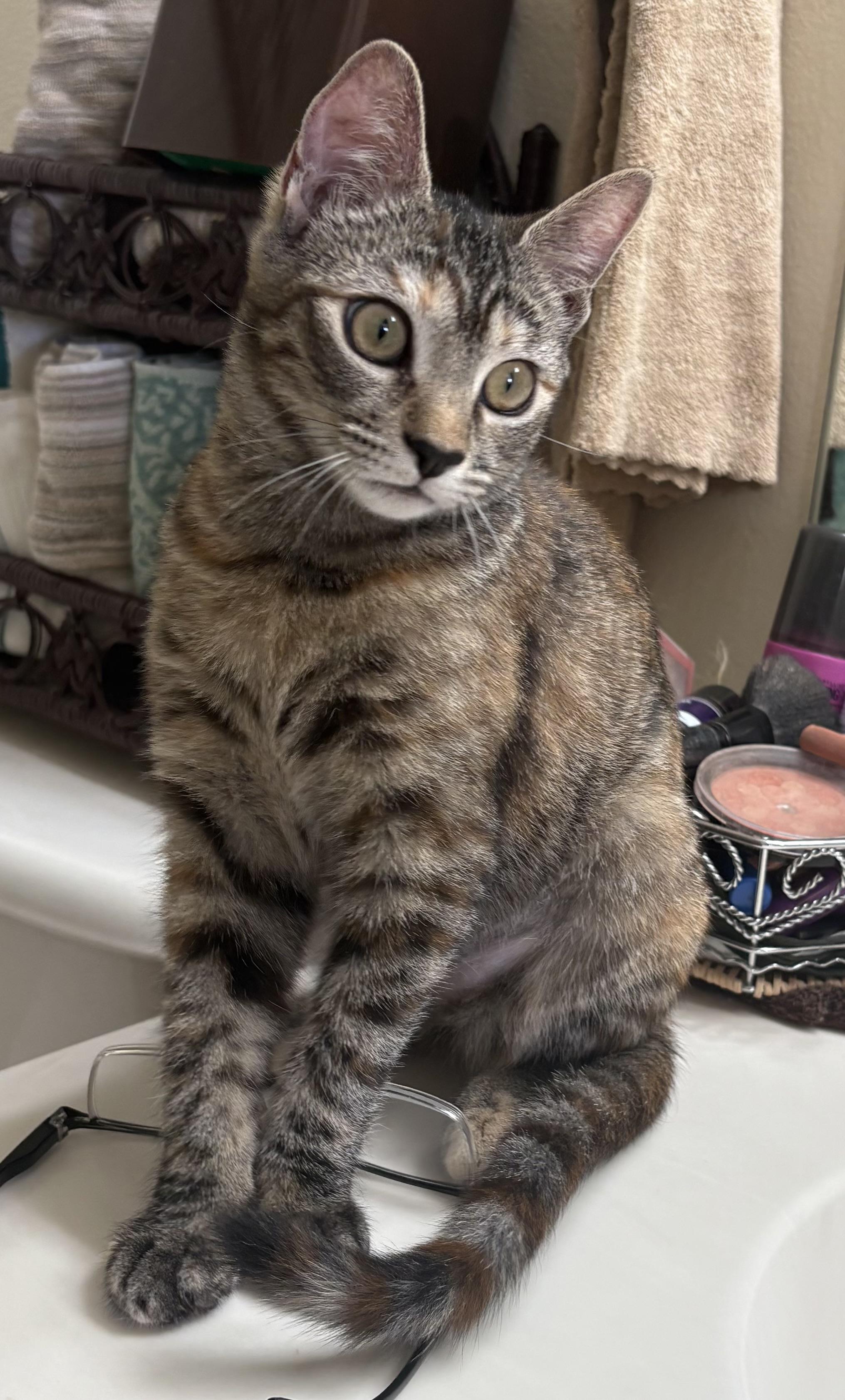 Enlarge Cinnamon, a ADOPTABLE Domestic Short Hair in Hollywood, CA image 5/6