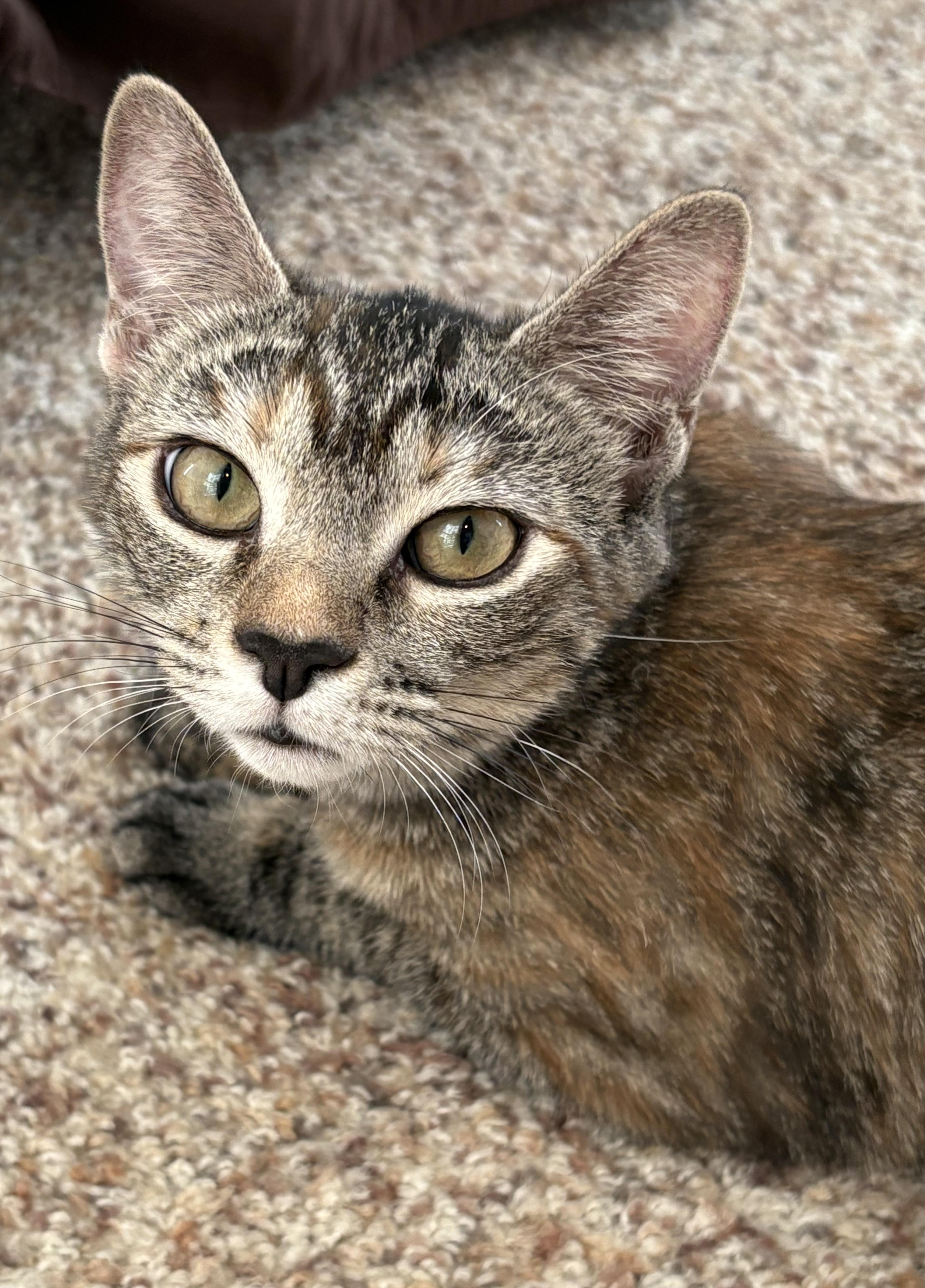 Enlarge Cinnamon, a ADOPTABLE Domestic Short Hair in Hollywood, CA image 2/6