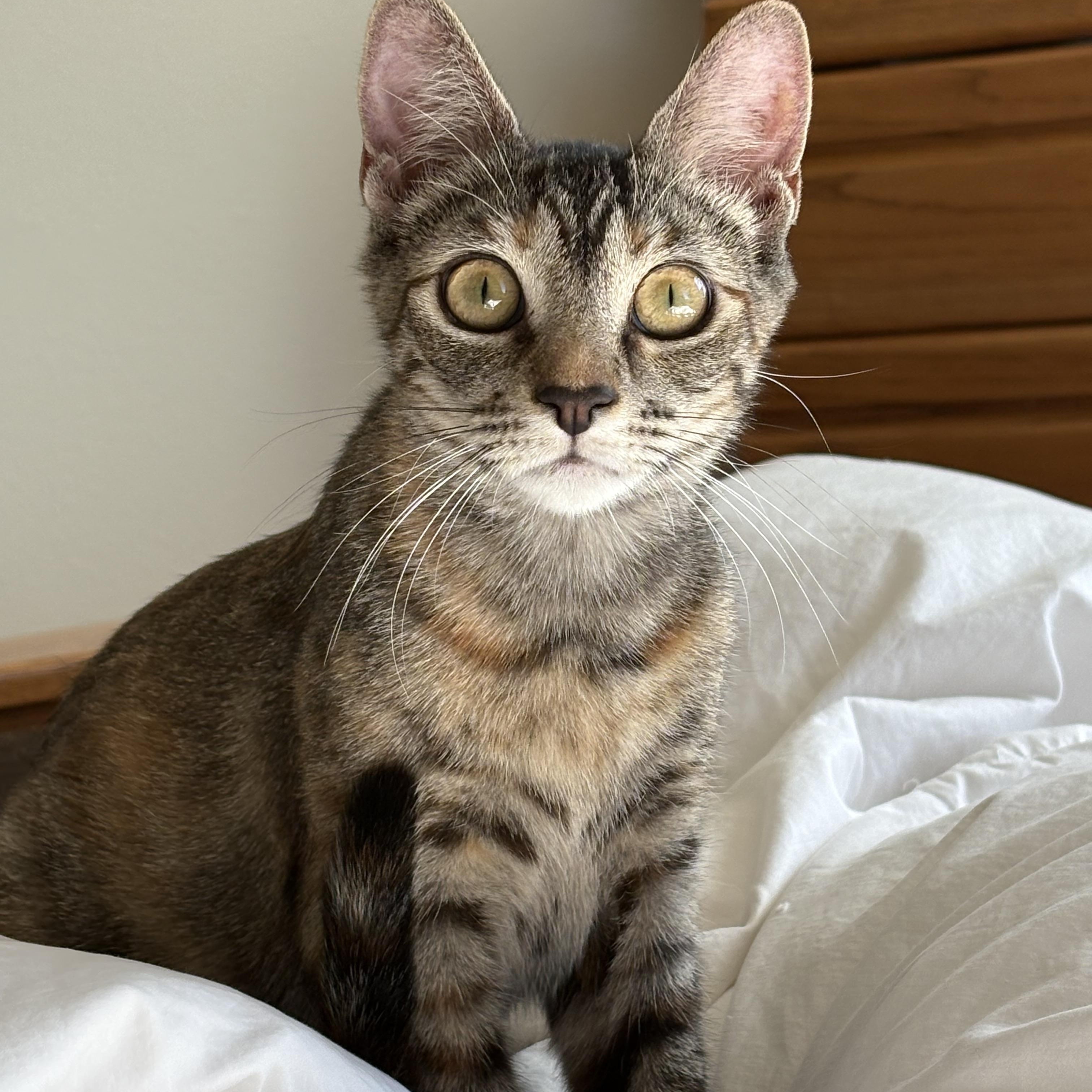 Enlarge Cinnamon, a ADOPTABLE Domestic Short Hair in Hollywood, CA image 1/6
