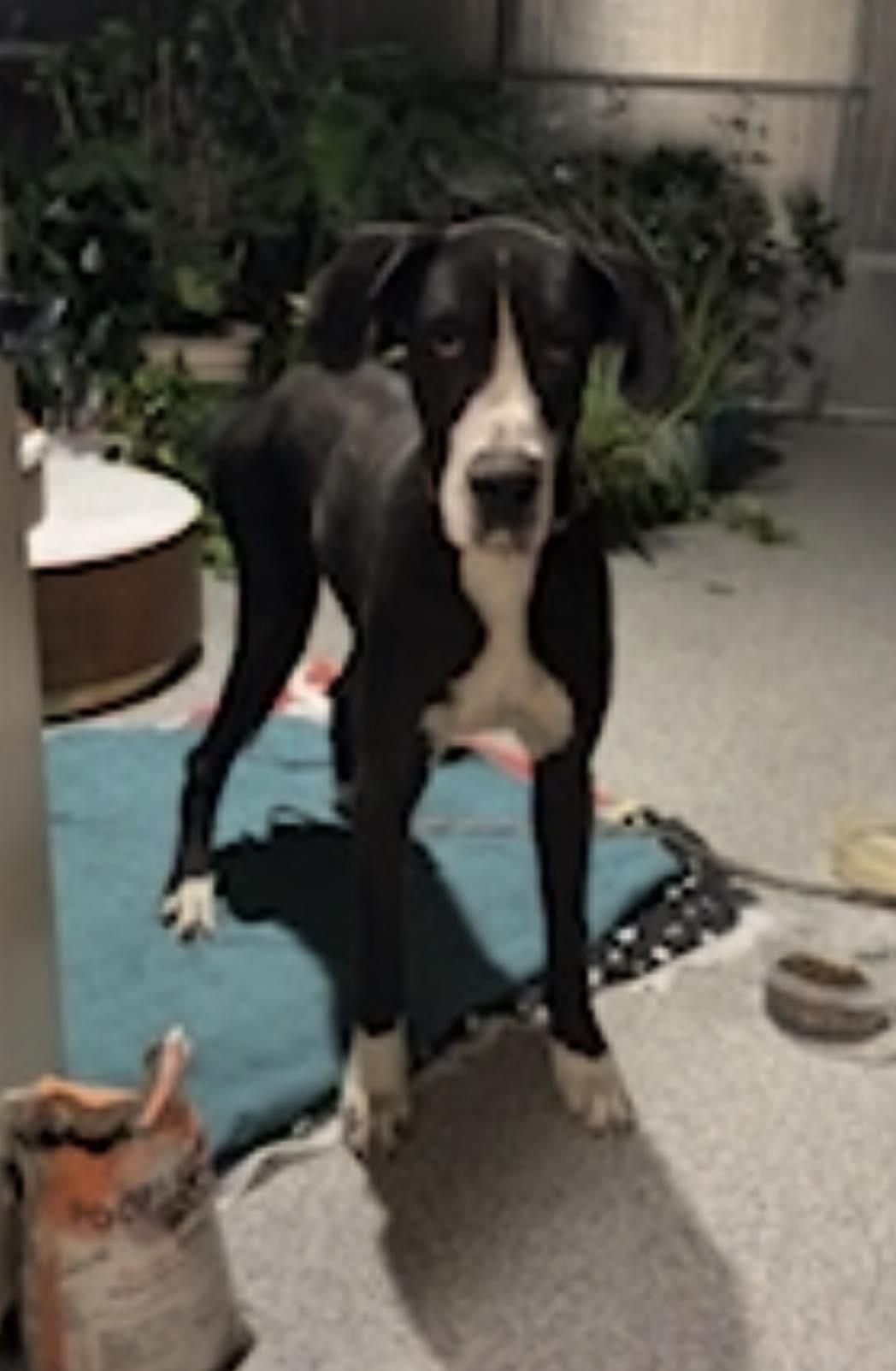 Sky, Adoptable, Adult Female Great Dane.