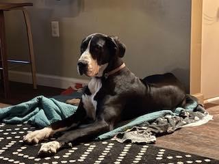 Enlarge Sky, an adopted Great Dane in Austin, TX image 2/2