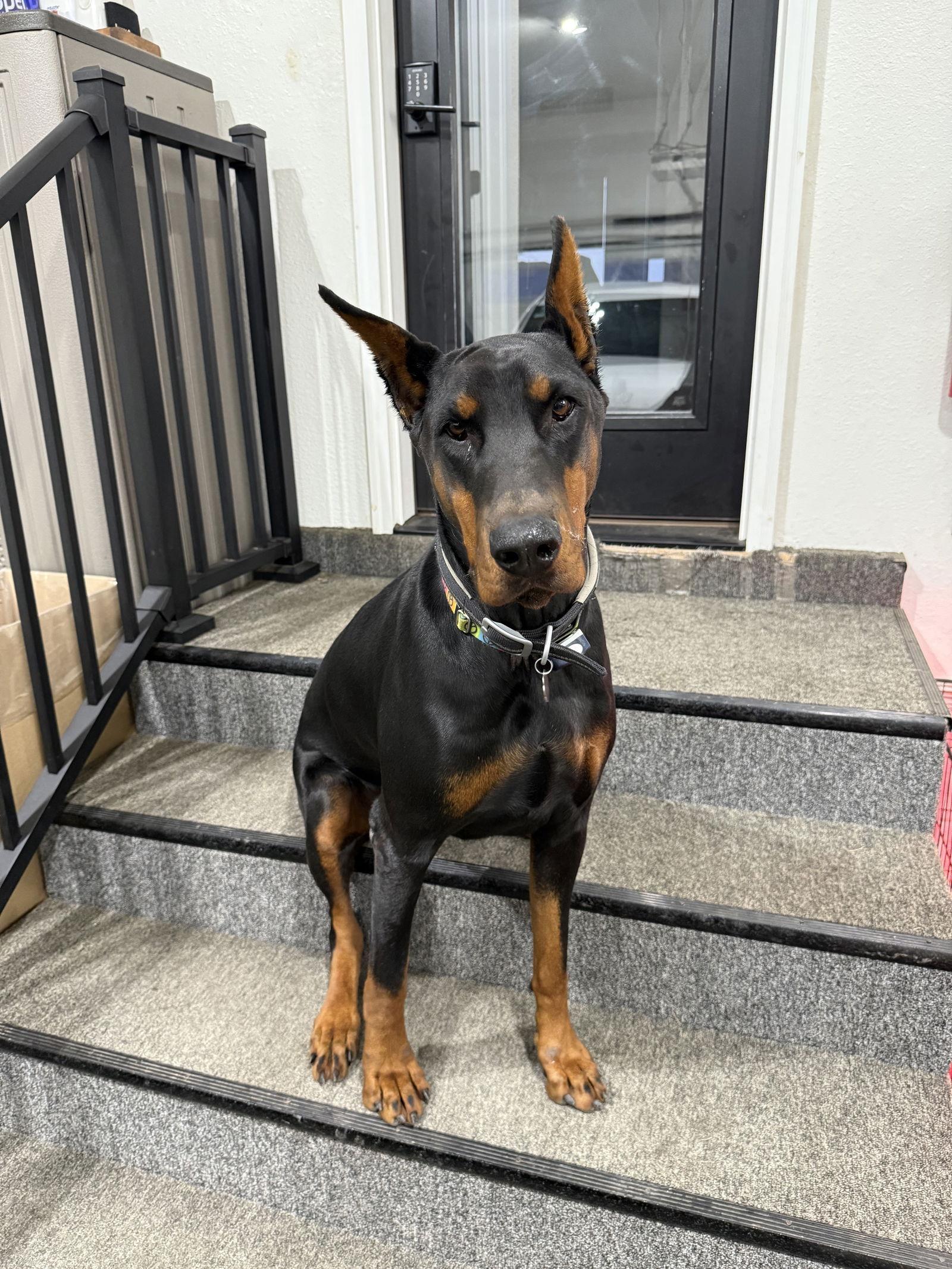 Enlarge Eli Foster Needed!, a Adoptable Doberman Pinscher in Buffalo, MN image 1/3