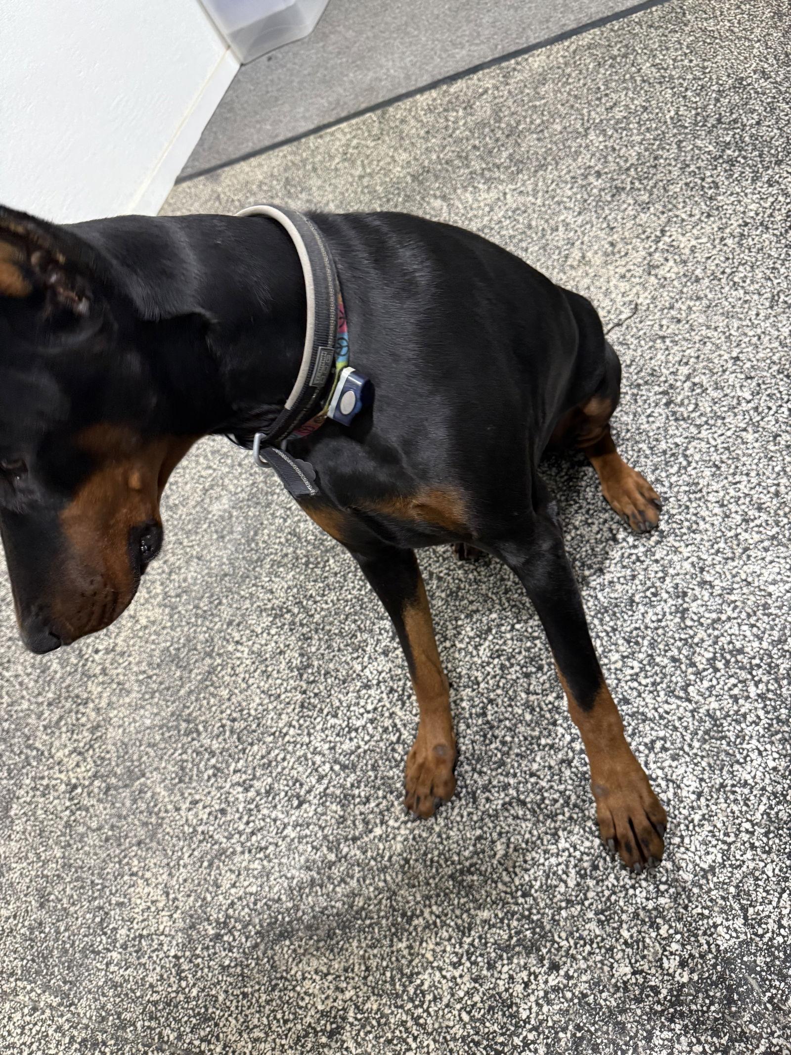 Enlarge Eli Foster Needed!, a Adoptable Doberman Pinscher in Buffalo, MN image 2/3
