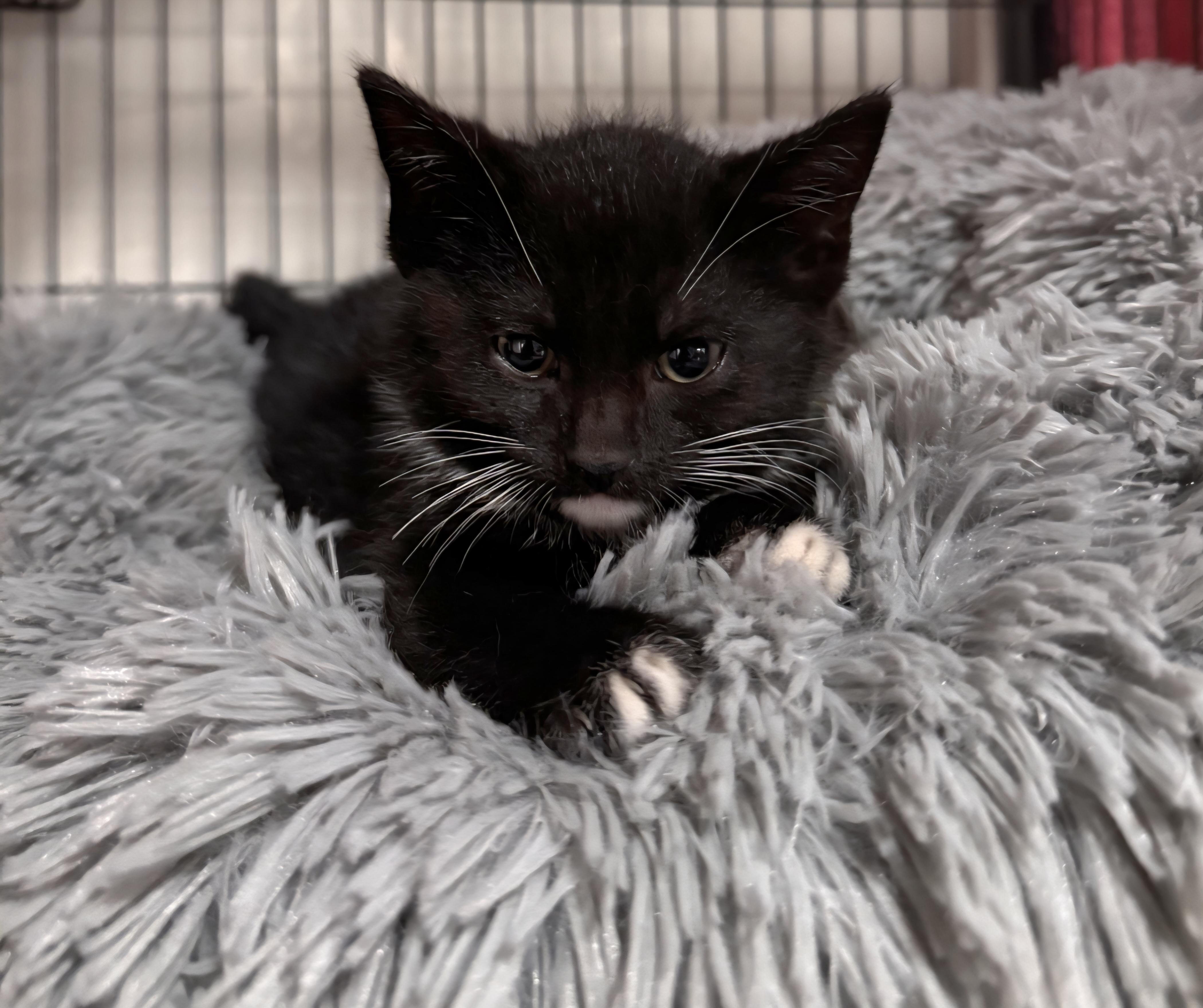 Pet Image