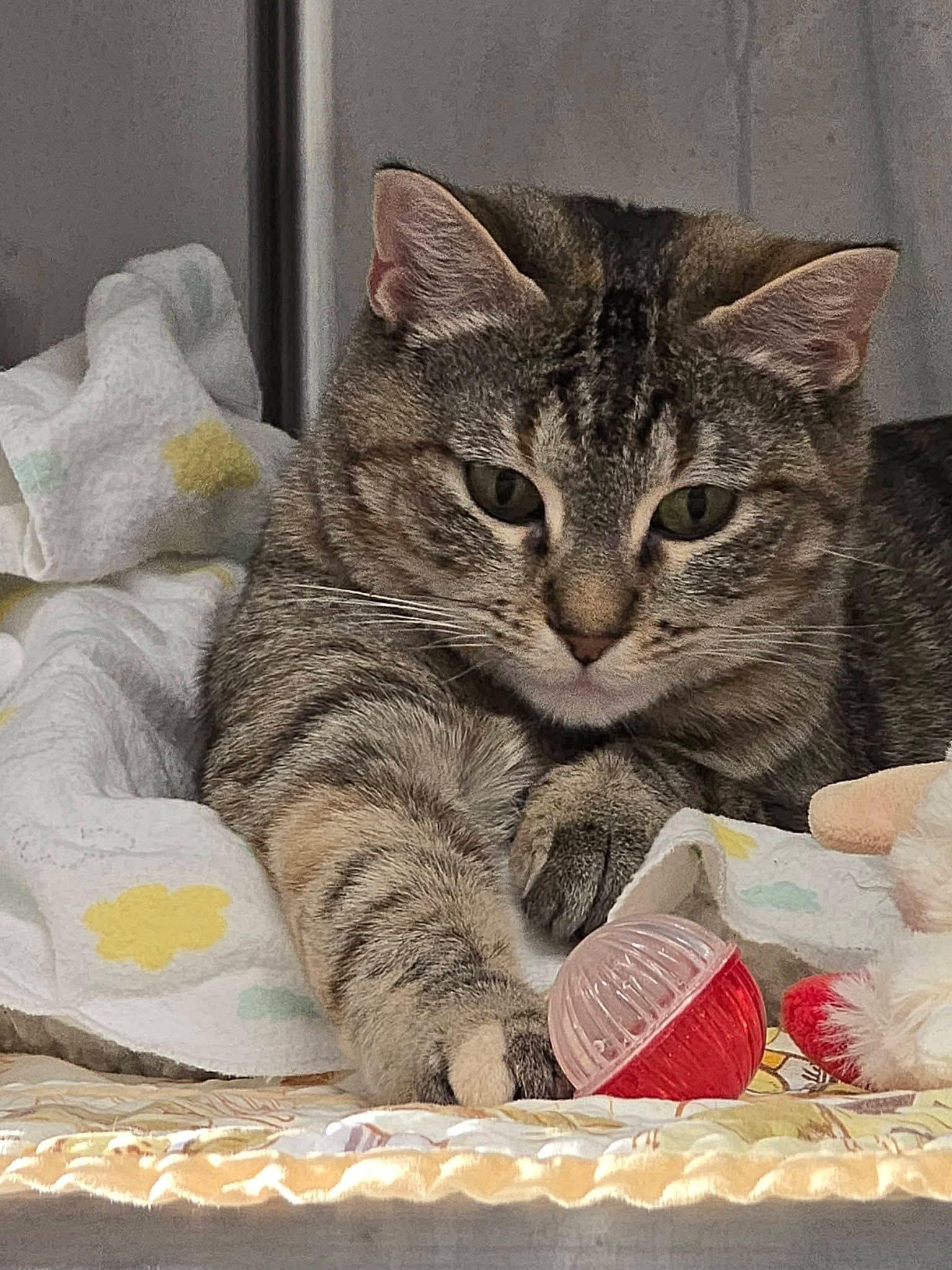 Enlarge Dottie, a ADOPTABLE mixed breed in Mingus, TX image 3/4