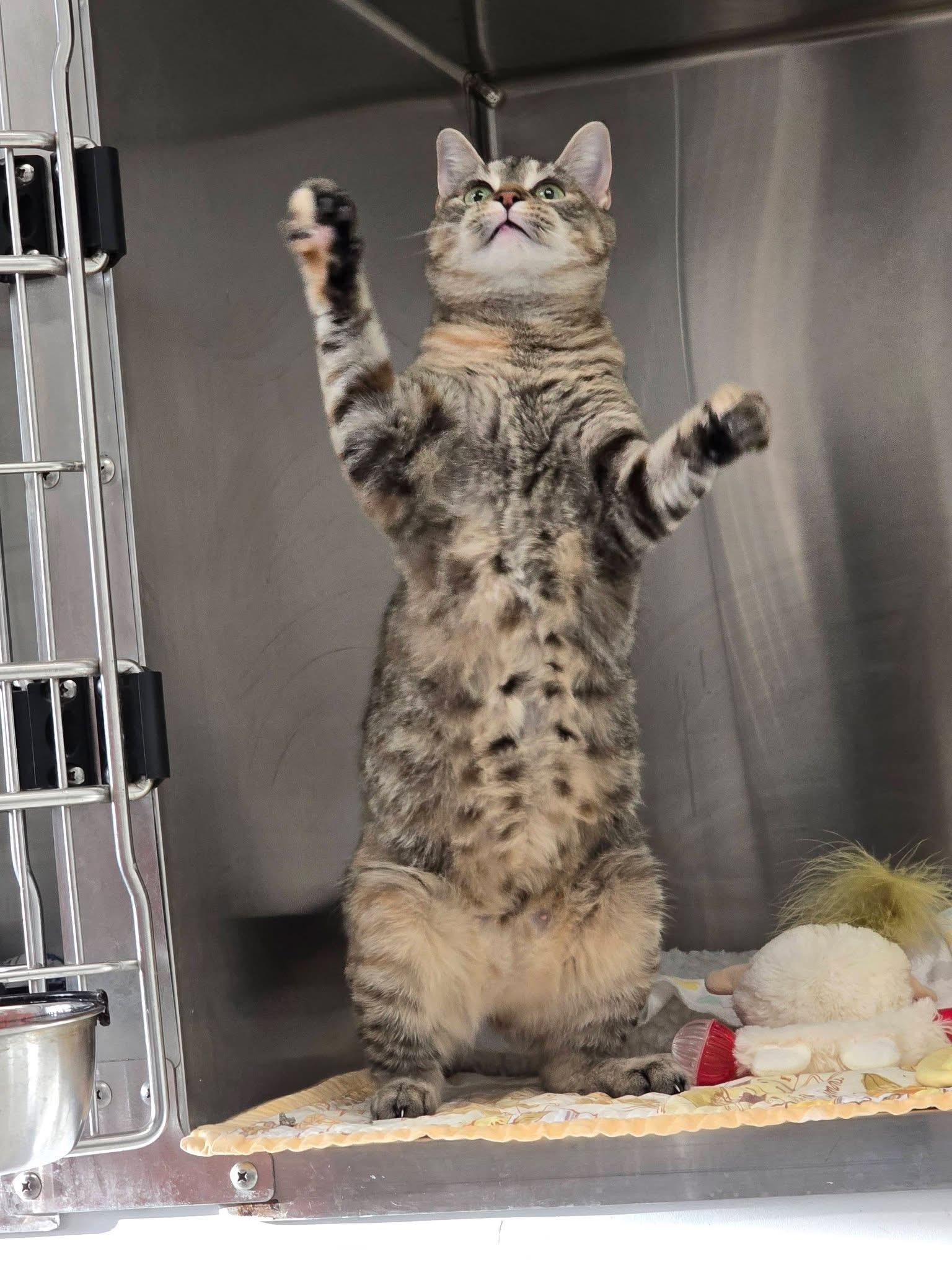 Enlarge Dottie, a ADOPTABLE mixed breed in Mingus, TX image 4/4