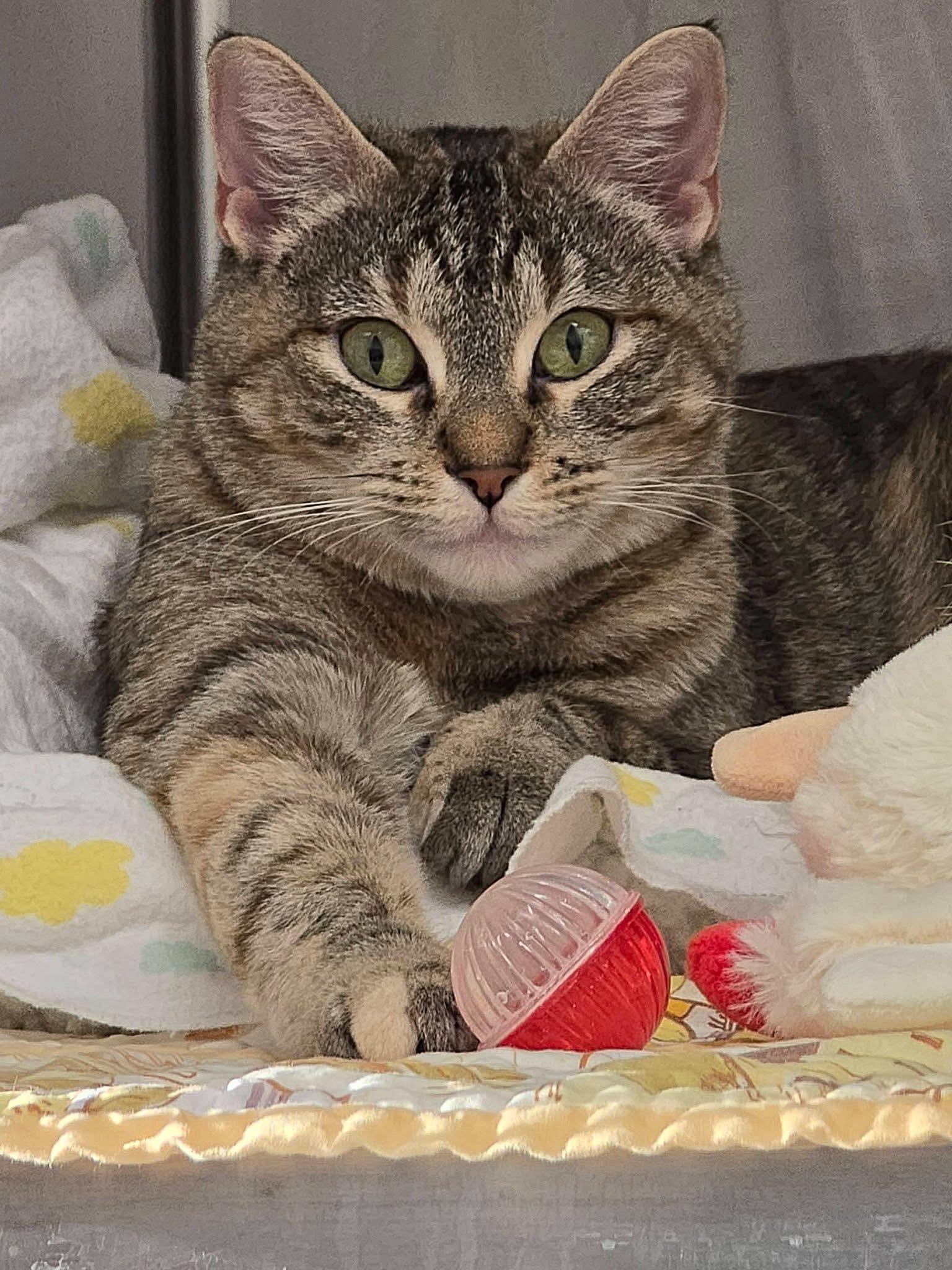 Enlarge Dottie, a ADOPTABLE mixed breed in Mingus, TX image 2/4