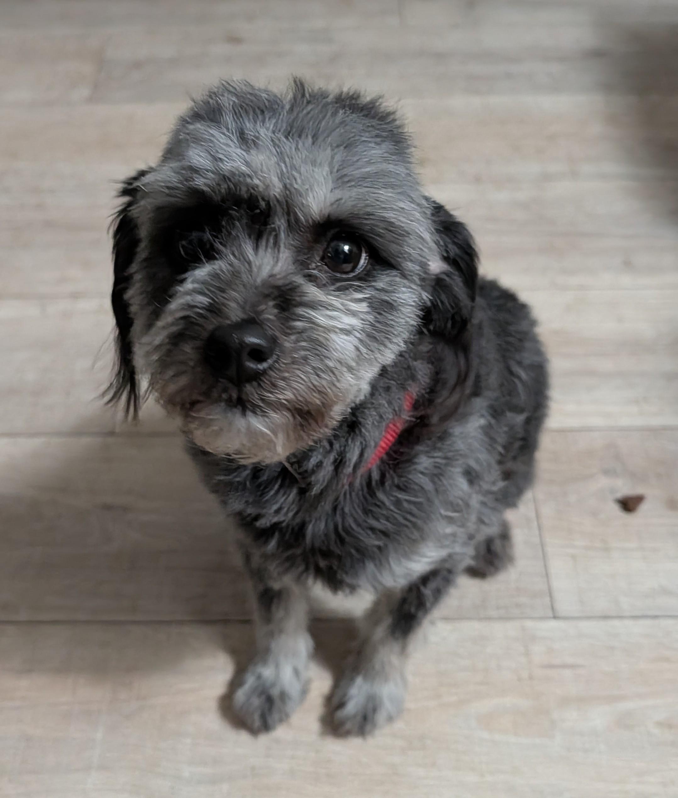 Ghost, adopted, Young Female Morkie & Schnoodle.