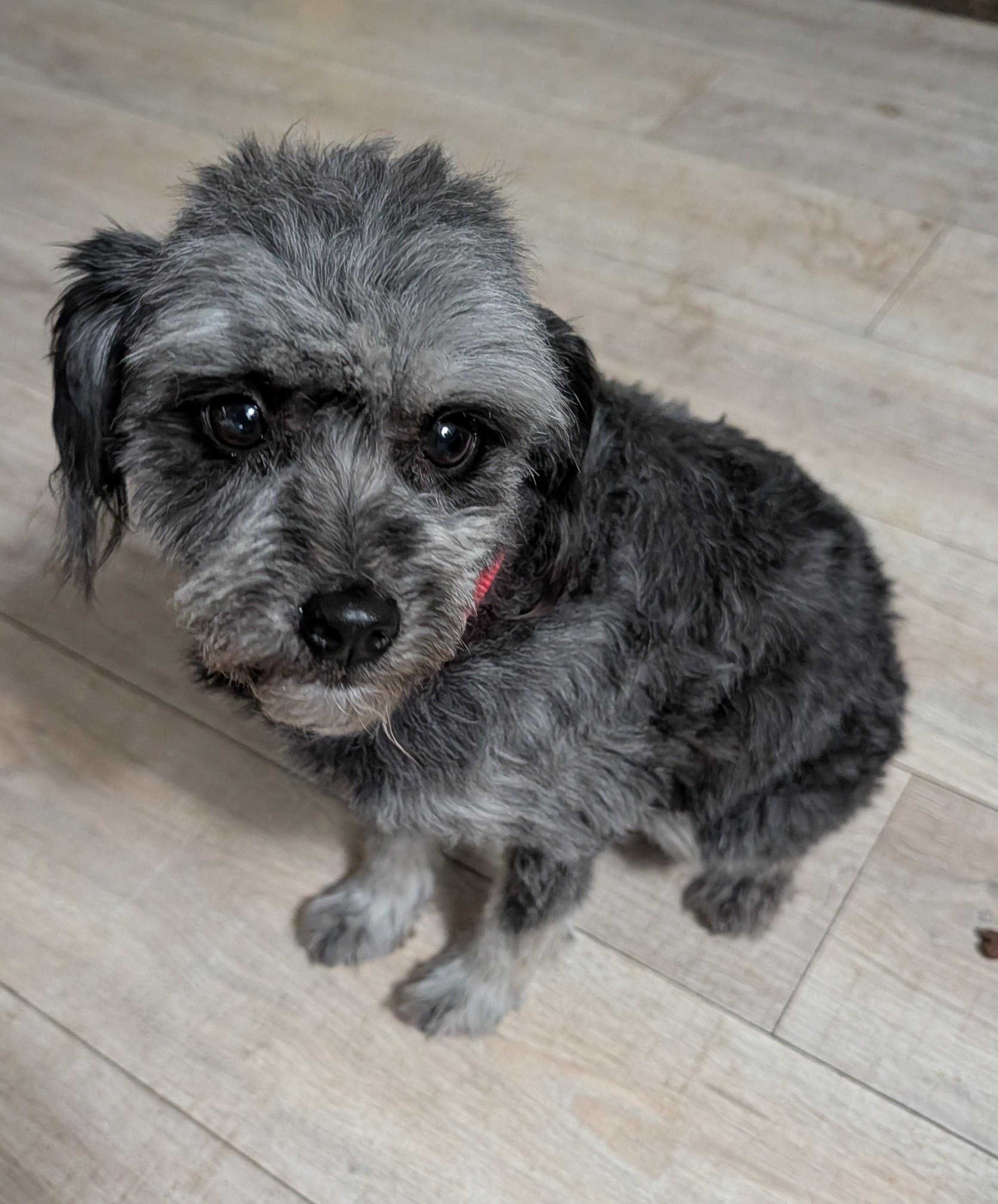 Enlarge Ghost, an adopted mixed breed in Brainerd, MN image 2/5