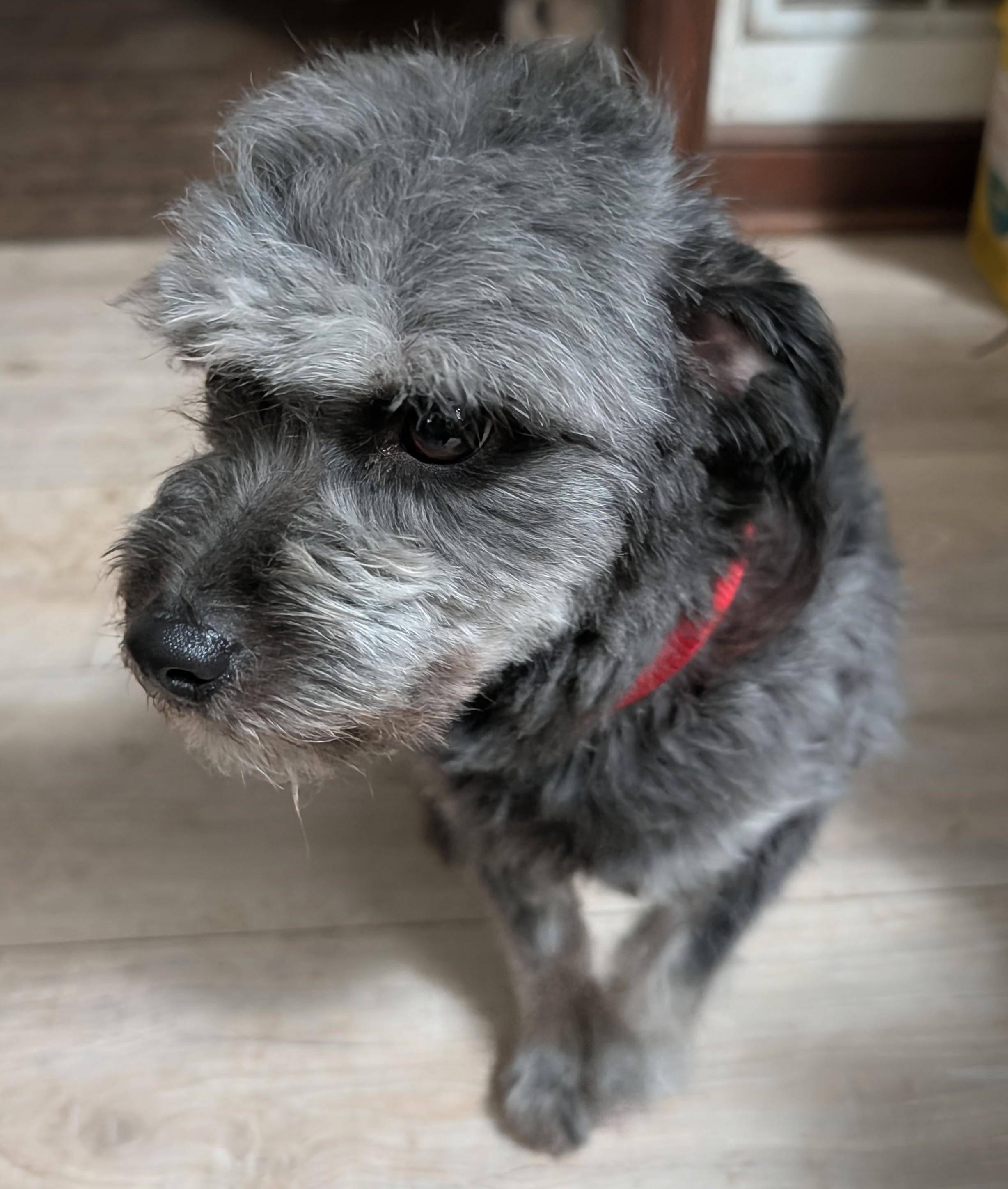 Enlarge Ghost, an adopted mixed breed in Brainerd, MN image 3/5