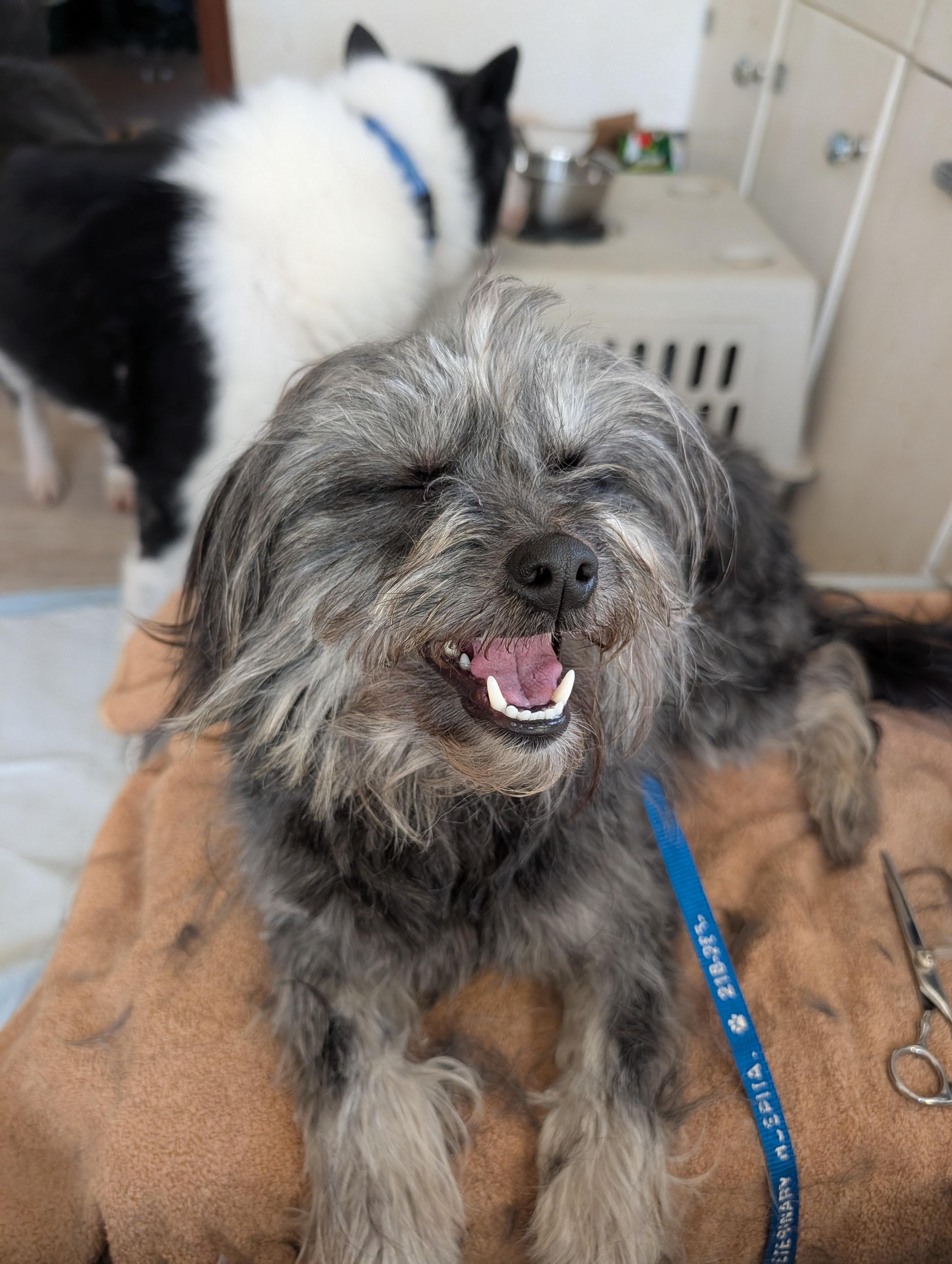 Enlarge Ghost, an adopted mixed breed in Brainerd, MN image 5/5