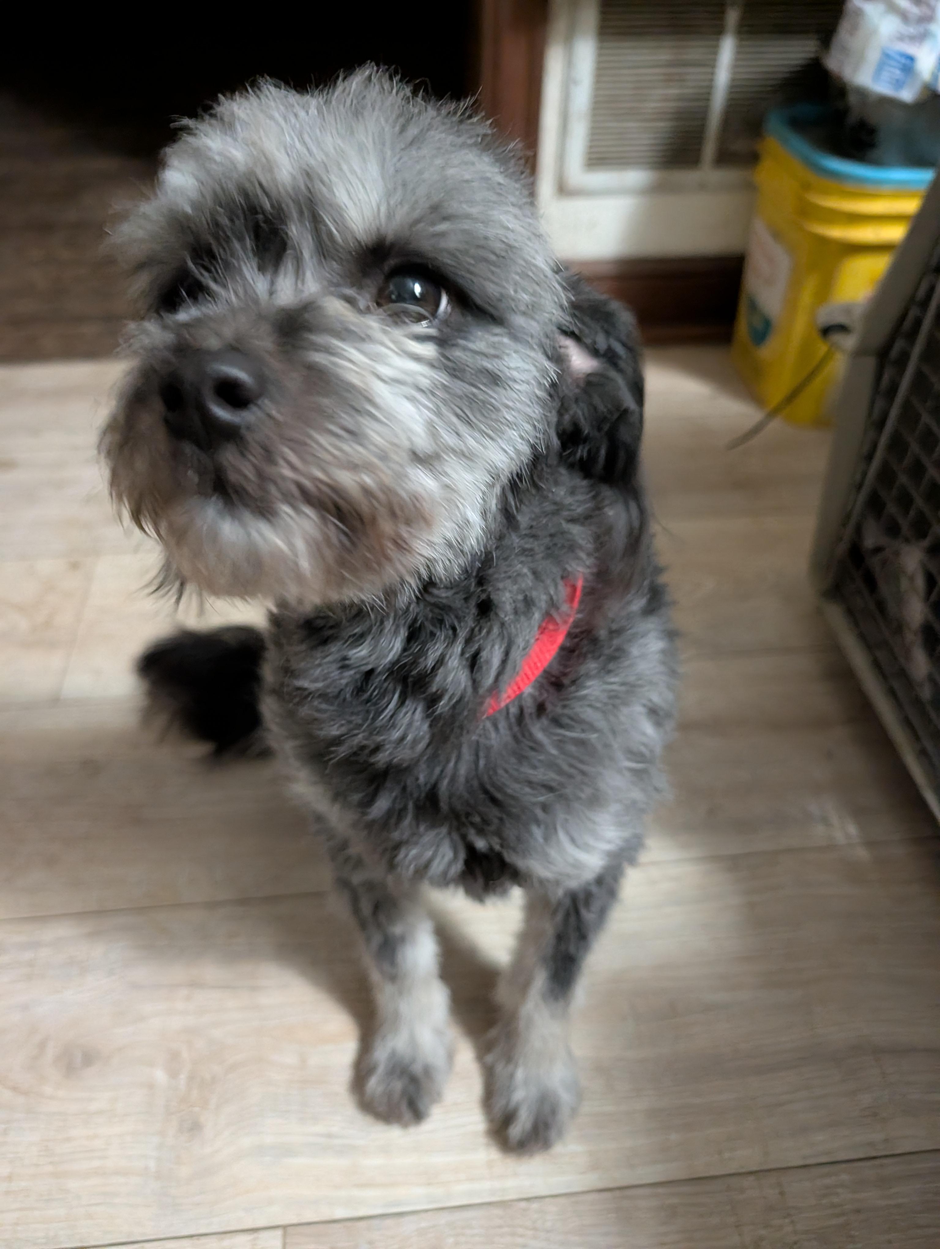 Enlarge Ghost, an adopted mixed breed in Brainerd, MN image 4/5