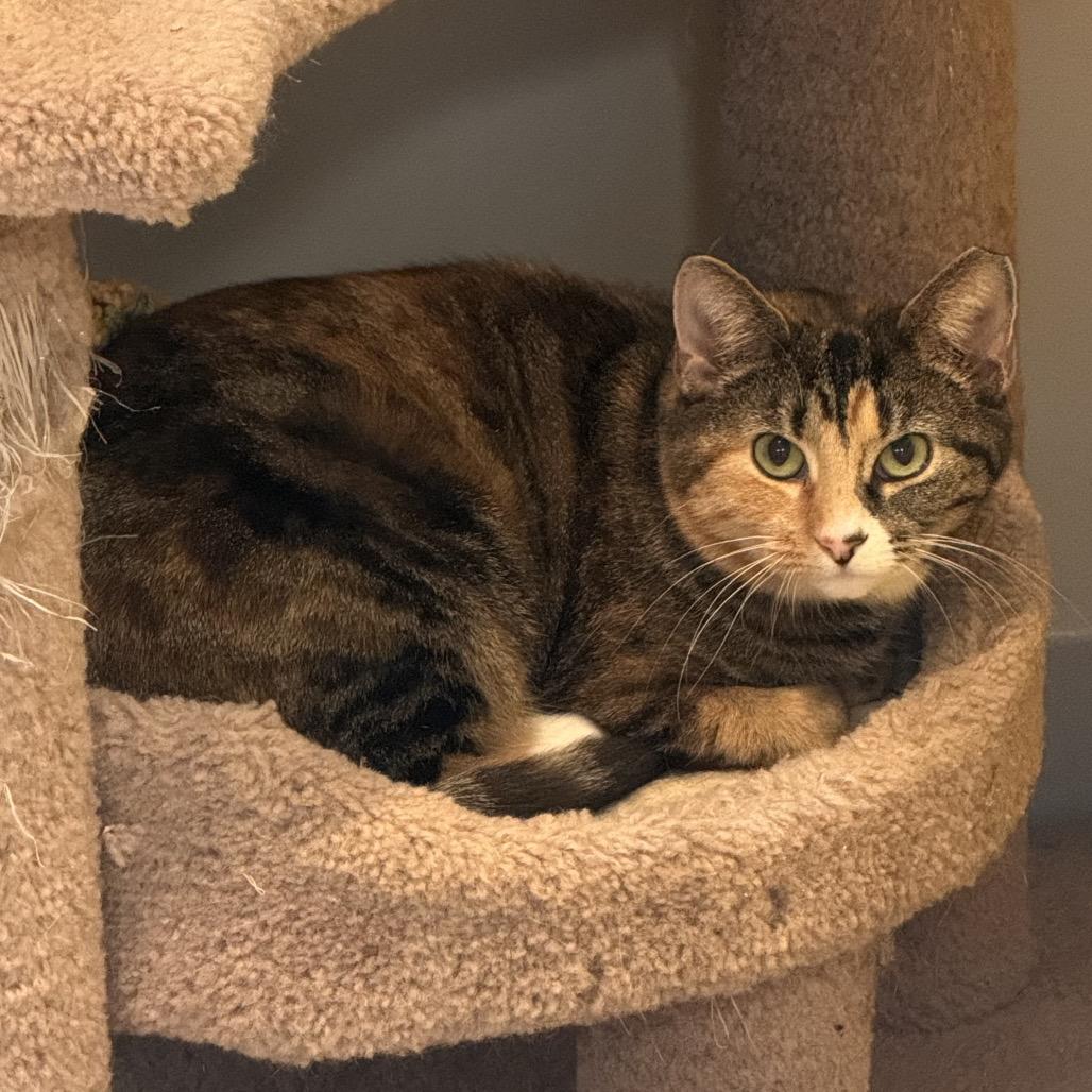 Miss Krampus (Bonded with Christmas Chili), Adoptable, Adult Female Domestic Short Hair.