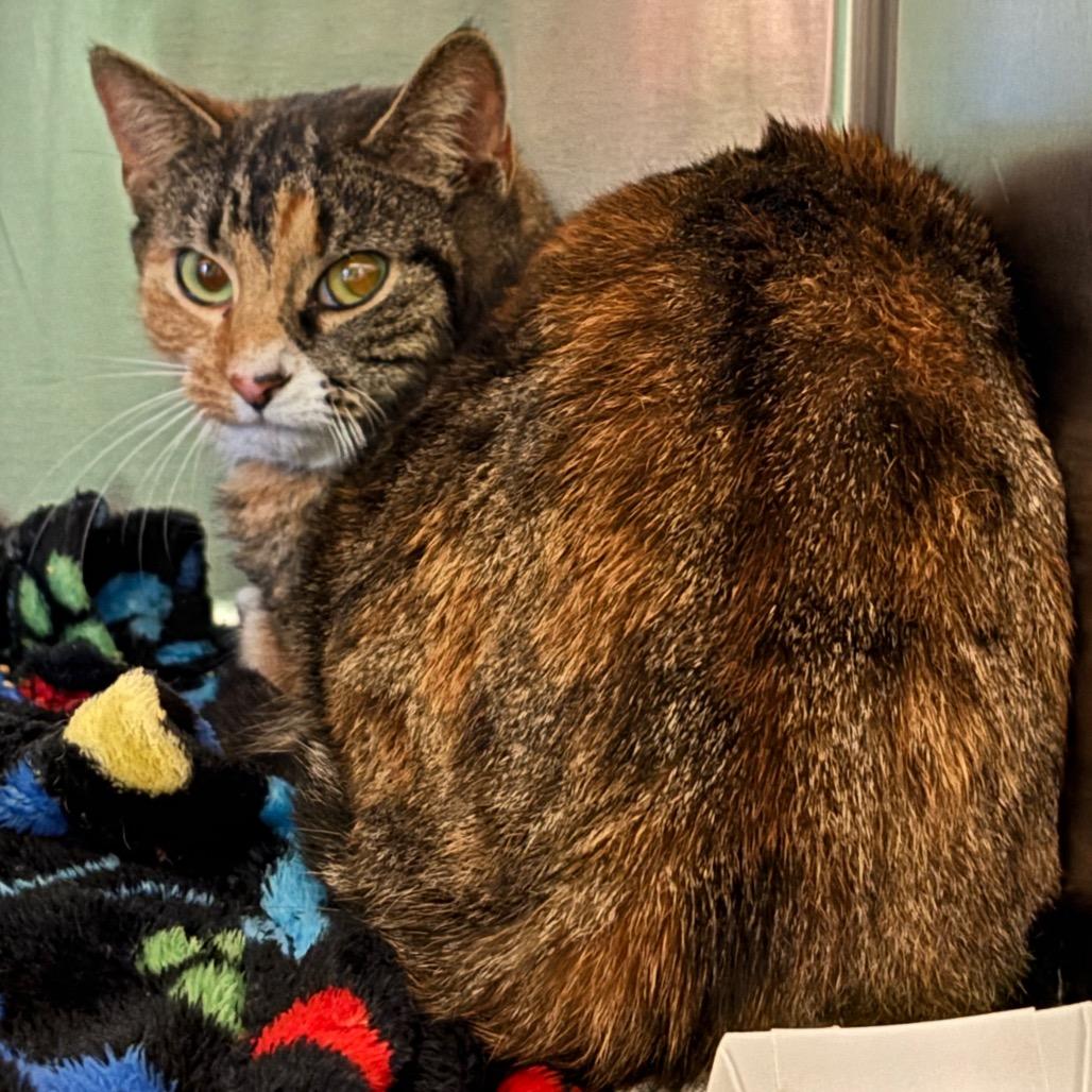 Enlarge Miss Krampus (Bonded with Christmas Chili), a Adoptable Domestic Short Hair in Newark, DE image 2/6