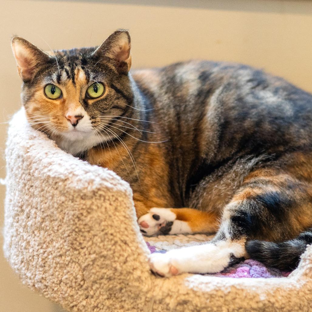 Enlarge Miss Krampus (Bonded with Christmas Chili), a Adoptable Domestic Short Hair in Newark, DE image 3/6