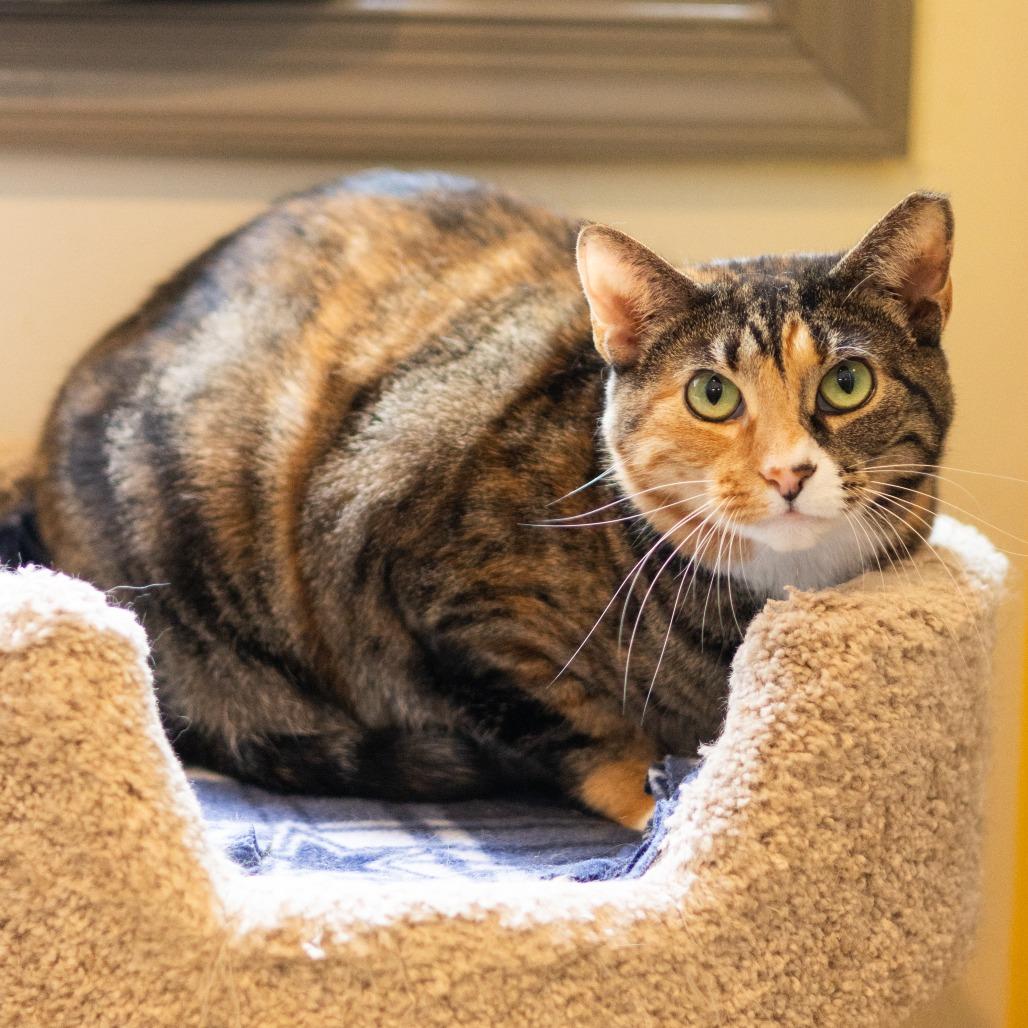 Enlarge Miss Krampus (Bonded with Christmas Chili), a Adoptable Domestic Short Hair in Newark, DE image 4/6