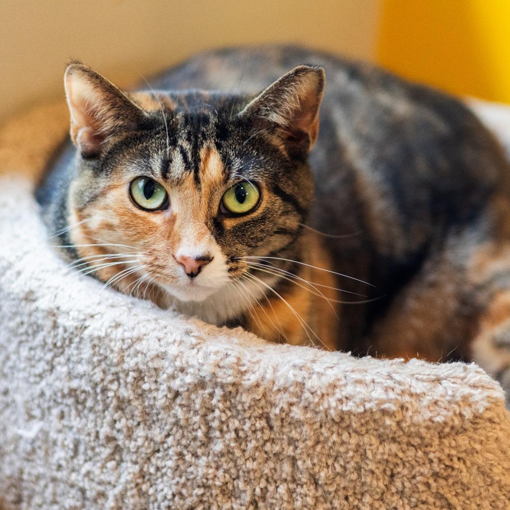 Enlarge Miss Krampus (Bonded with Christmas Chili), a Adoptable Domestic Short Hair in Newark, DE image 5/6