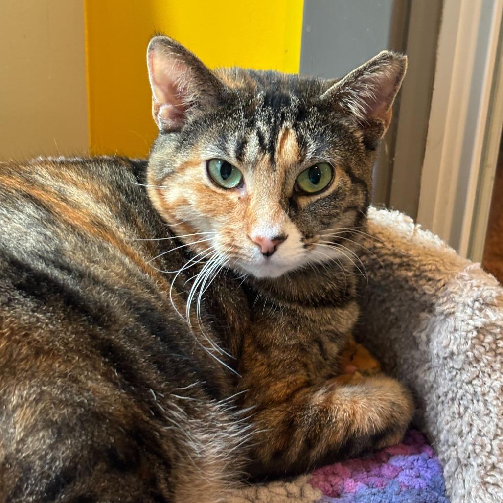 Enlarge Miss Krampus (Bonded with Christmas Chili), a Adoptable Domestic Short Hair in Newark, DE image 6/6