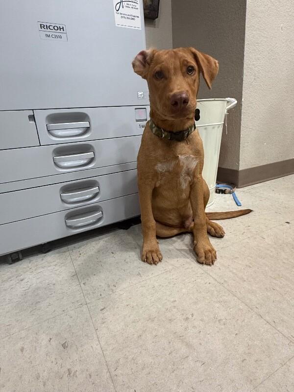 Turner, Adoptable, Young Male Mixed Breed.