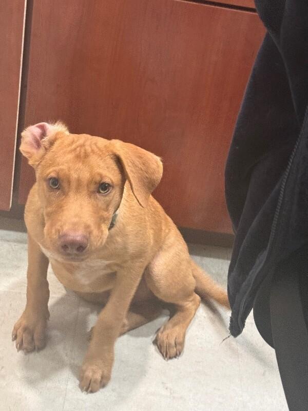 Enlarge Turner, a Adoptable Mixed Breed in Hobbs, NM image 2/5