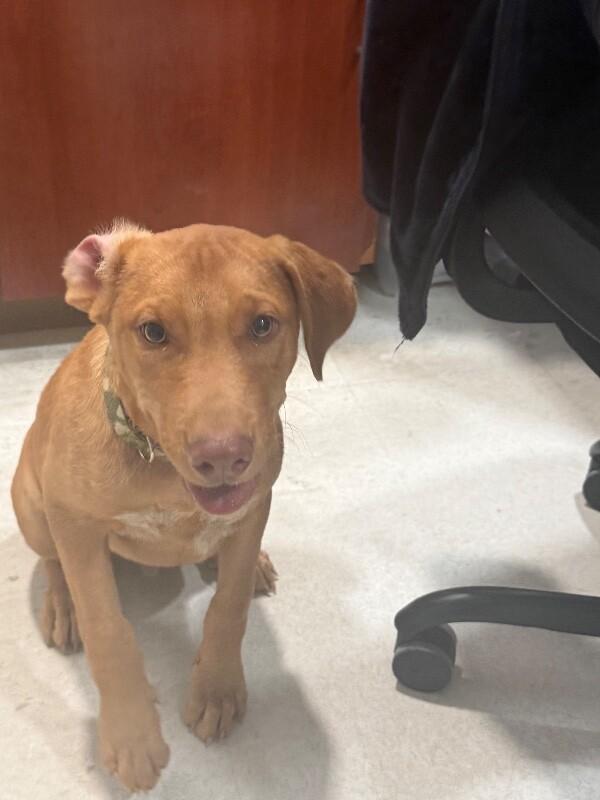 Enlarge Turner, a Adoptable Mixed Breed in Hobbs, NM image 3/5
