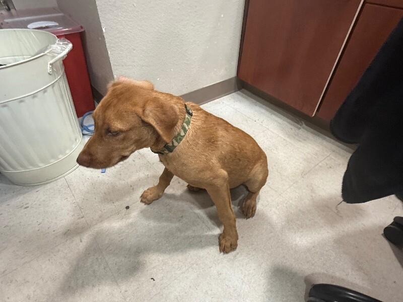 Enlarge Turner, a Adoptable Mixed Breed in Hobbs, NM image 4/5