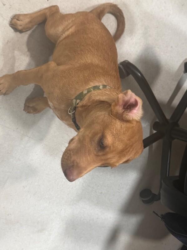 Enlarge Turner, a Adoptable Mixed Breed in Hobbs, NM image 5/5