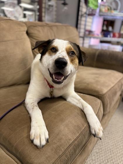 Enlarge Pops, a Adoptable mixed breed in Picayune, MS image 1/3