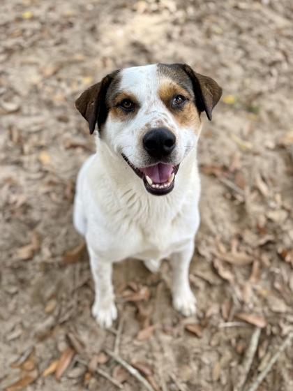 Pops, Adoptable, Adult Male Great Pyrenees & Mixed Breed.