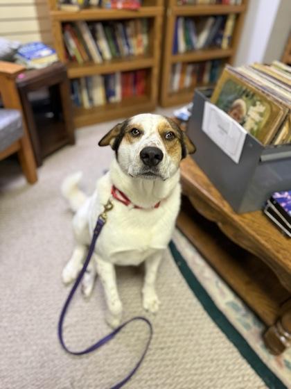 Enlarge Pops, a Adoptable mixed breed in Picayune, MS image 3/3