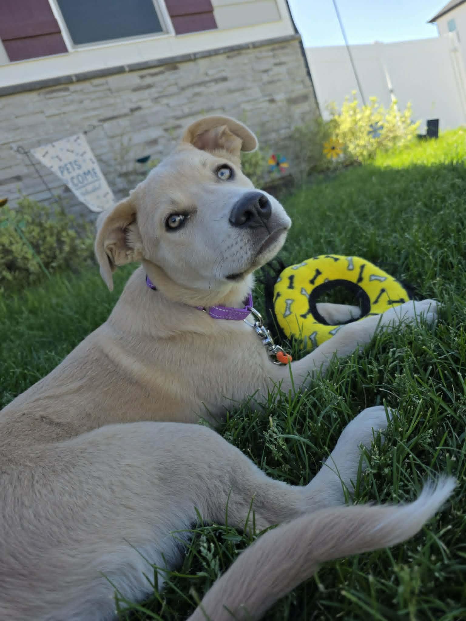 Juniper, adopted, Young Female Labrador Retriever & Great Pyrenees.