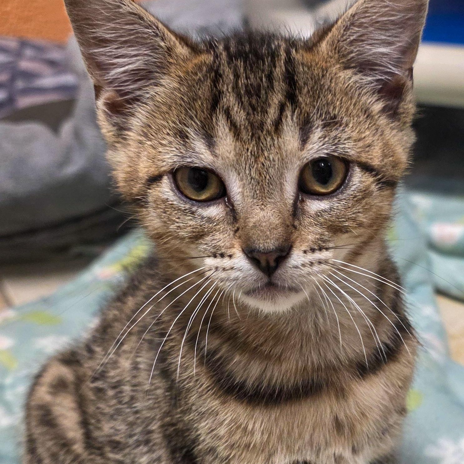 Cosmo, adopted, Kitten Male Tabby.