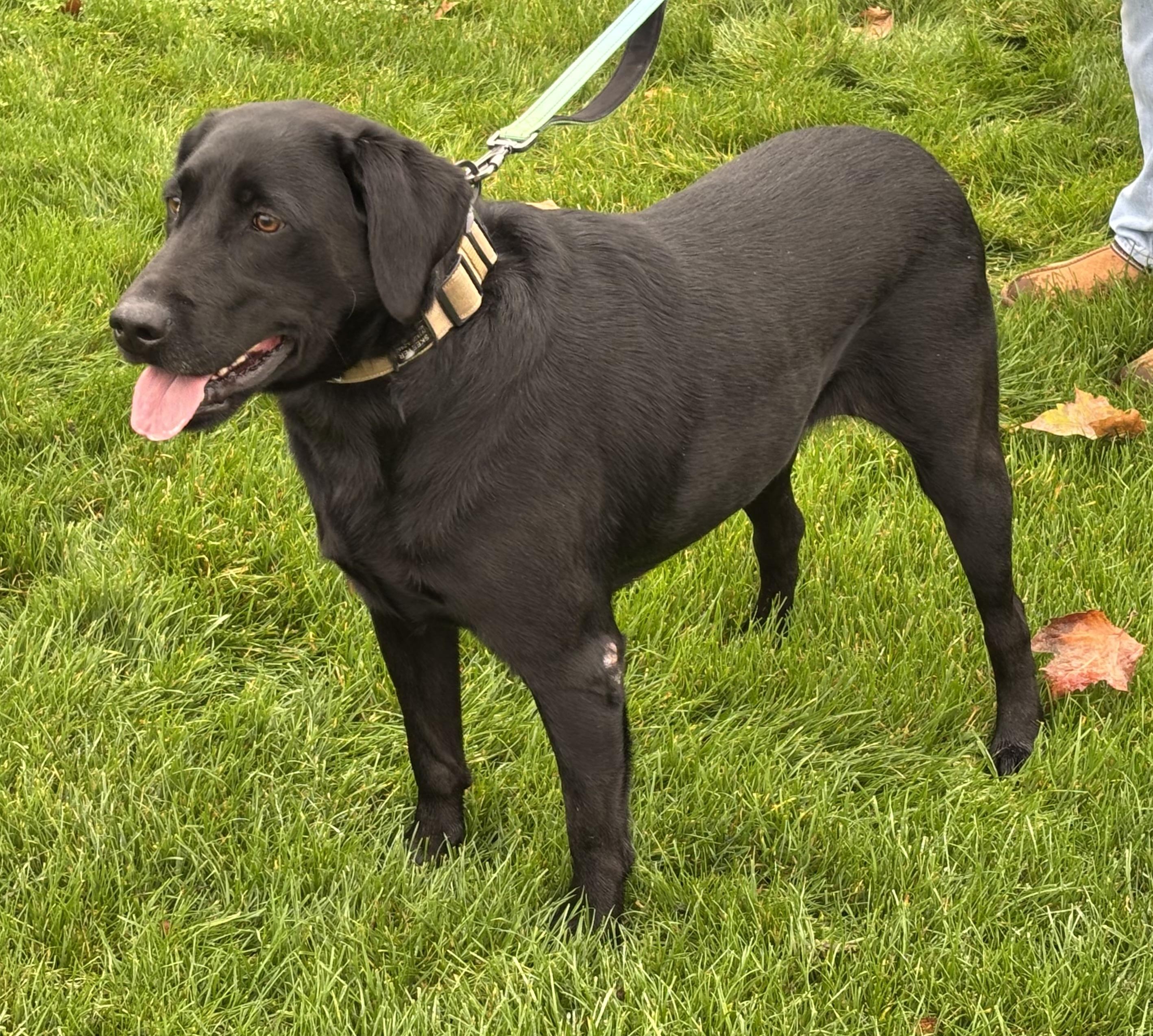 Enlarge Skeeter Bob, a ADOPTABLE mixed breed in San Francisco, CA image 4/6
