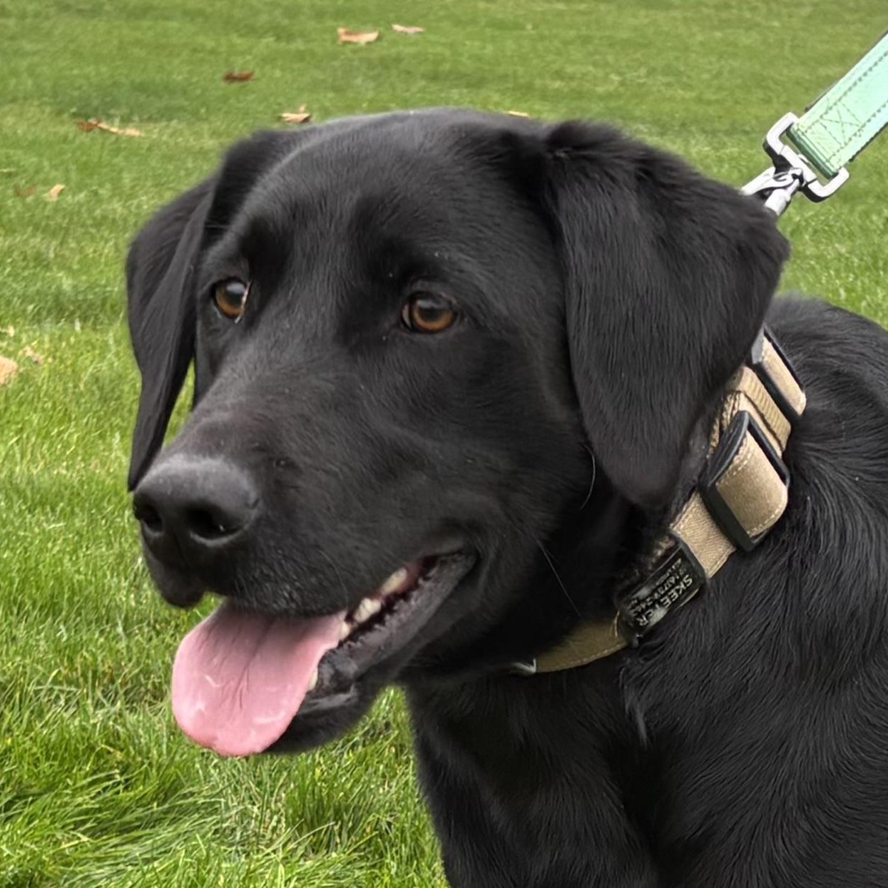 Enlarge Skeeter Bob, a ADOPTABLE mixed breed in San Francisco, CA image 1/6
